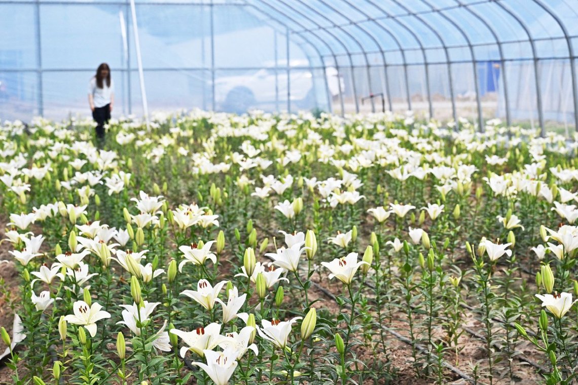五彩百合花绽放“美丽经济”